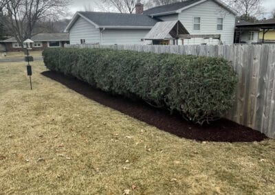 Adams Landscape Design Shrub Trimming - example