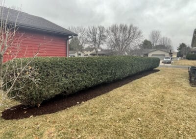 Adams Landscape Design Shrub Trimming - example