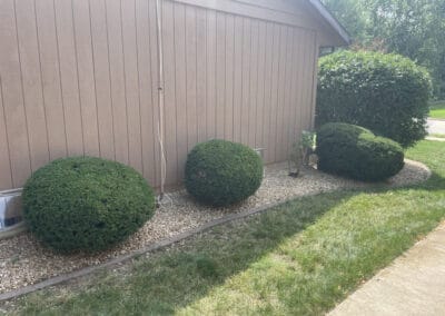 Adams Landscape Design Shrub Trimming - example