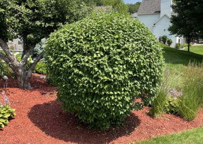 Adams Landscape Design Shrub Trimming - example