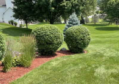 Adams Landscape Design Shrub Trimming - example