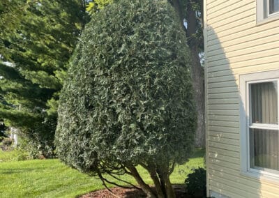 Adams Landscape Design Shrub Trimming - example